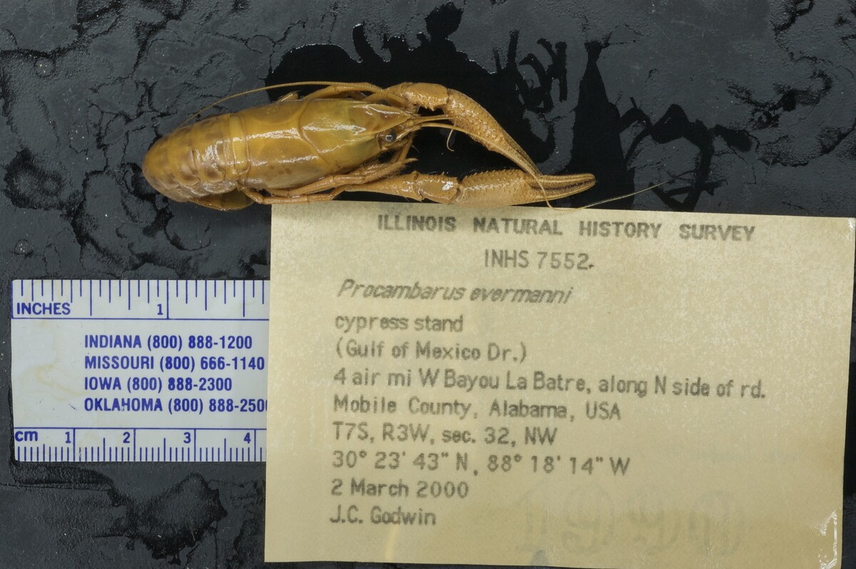 Procambarus evermanni image